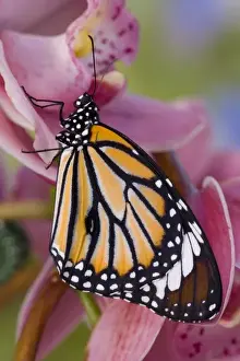 Images Dated 28th January 2007: Sammamish Washington Tropical Butterflies photograph of Asian Danaus genutia