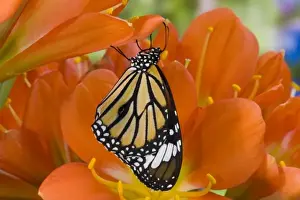 Images Dated 10th March 2008: Sammamish Washington Tropical Butterflies photograph of Asian Danaus genutia