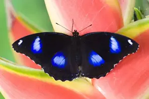 Images Dated 1st November 2006: Sammamish Washington Tropical Butterflies photograph of Asian Hypolimnas bolina
