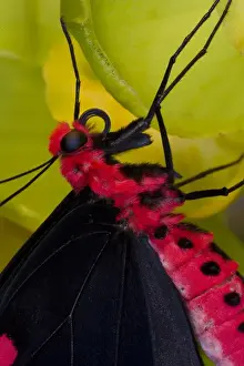 Images Dated 8th November 2007: Sammamish Washington Tropical Butterflies photograph of Atrophaneura semperi