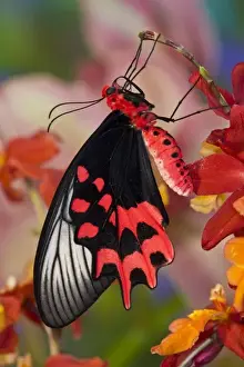 Images Dated 14th November 2007: Sammamish Washington Tropical Butterflies photograph of Atrophaneura semperi