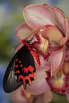 Images Dated 8th November 2007: Sammamish Washington Tropical Butterflies photograph of Atrophaneura semperi