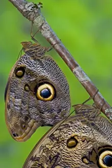 Images Dated 22nd October 2005: Sammamish Washington Tropical Butterflies photograph of Caligo memnon the Giant Owl