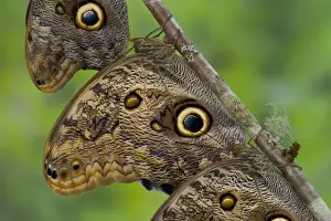 Sammamish Washington Tropical Butterflies photograph of Caligo memnon the Giant Owl