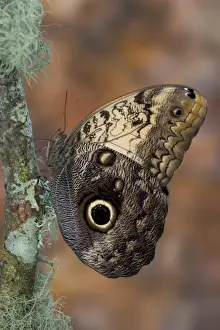 Images Dated 9th December 2005: Sammamish Washington Tropical Butterflies photograph of Caligo memnon the Giant Owl