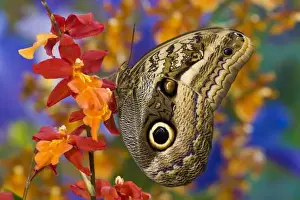 Images Dated 17th November 2007: Sammamish Washington Tropical Butterflies photograph Caligo oileus the Brown Owl