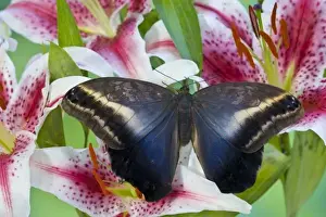Images Dated 20th November 2007: Sammamish Washington Tropical Butterflies photograph Caligo oileus the Brown Owl