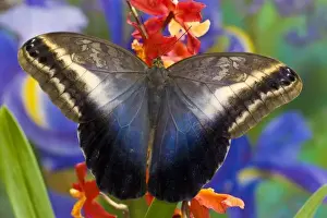 Images Dated 16th November 2007: Sammamish Washington Tropical Butterflies photograph Caligo oileus the Brown Owl