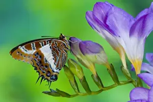 Images Dated 5th November 2006: Sammamish Washington Tropical Butterflies photograph of Charaxes brutus the White-barred