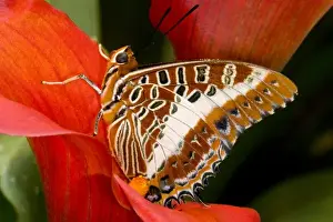 Images Dated 14th November 2006: Sammamish Washington Tropical Butterflies photograph of Charaxes brutus the White-barred