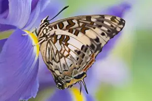 Images Dated 20th November 2006: Sammamish Washington Tropical Butterflies photograph of Charaxes etesipe the Savannah