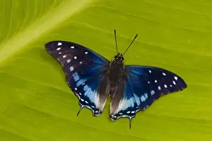 Images Dated 21st October 2007: Sammamish Washington Tropical Butterflies photograph of Charaxes etesipe the Savannah