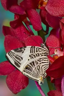 Images Dated 25th December 2006: Sammamish Washington Tropical Butterflies photograph of the Colobura dirce, Zebra