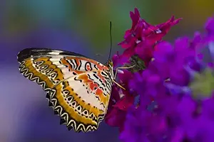 Images Dated 13th October 2008: Sammamish Washington Tropical Butterflies photograph Common Lacewing butterfly, Cethosia