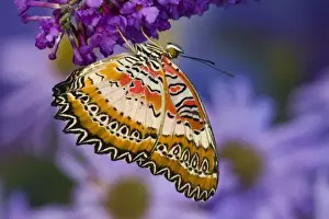 Images Dated 15th October 2008: Sammamish Washington Tropical Butterflies photograph Common Lacewing butterfly, Cethosia
