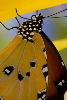 Images Dated 21st November 2006: Sammamish Washington Tropical Butterflies photograph of Danaus chrysippus the Common
