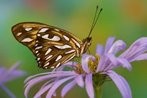 Images Dated 9th October 2007: Sammamish Washington Tropical Butterflies photograph Dryas iulia