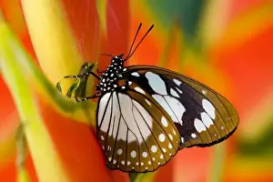 Sammamish Washington Tropical Butterflies photograph Euxanthe wakefieldi the Forest