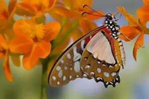 Images Dated 8th February 2007: Sammamish Washington Tropical Butterflies photograph of Graphium angolanus the African