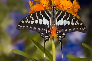 Images Dated 10th February 2007: Sammamish Washington Tropical Butterflies photograph of Graphium antheus the Large