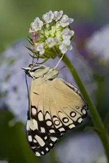 Images Dated 14th October 2007: Sammamish Washington Tropical Butterflies photograph of Hamadryas feronia the Grey