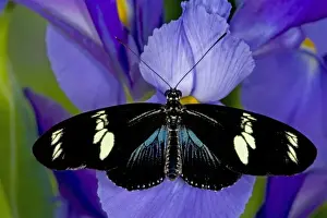 Images Dated 17th October 2005: Sammamish Washington Tropical Butterflies photograph of Heliconius doris the Doris