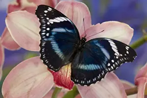 Images Dated 13th November 2007: Sammamish Washington Tropical Butterflies photograph of Hypolimnas antevorta