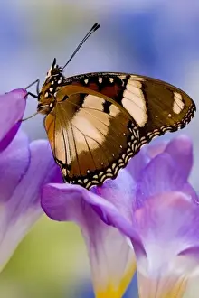 Images Dated 6th November 2006: Sammamish Washington Tropical Butterflies photograph of Hypolimnas misippus the Mimic