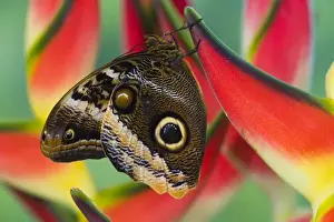 Images Dated 17th February 2007: Sammamish Washington Tropical Butterflies photograph of the iaMagnificent Owl butterfly