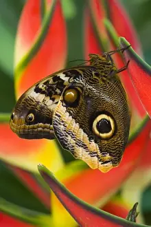 Images Dated 17th February 2007: Sammamish Washington Tropical Butterflies photograph of the iaMagnificent Owl butterfly
