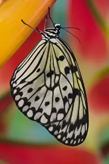Images Dated 20th February 2007: Sammamish Washington Tropical Butterflies photograph of Idea leuconoe the Paper Kite