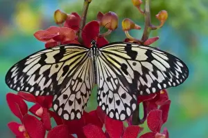 Images Dated 22nd December 2006: Sammamish Washington Tropical Butterflies photograph of Idea leuconoe the Paper Kite