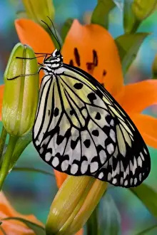 Images Dated 11th November 2006: Sammamish Washington Tropical Butterflies photograph of Idea leuconoe the Paper Kite