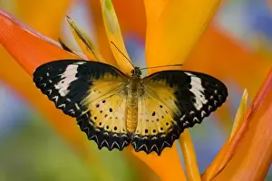 Images Dated 27th October 2006: Sammamish Washington Tropical Butterflies photograph of Leopard Lacewing butterfly