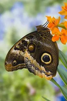 Images Dated 16th February 2007: Sammamish Washington Tropical Butterflies photograph of the Magnificent Owl butterfly