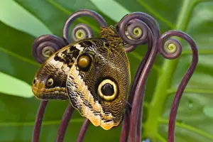 Images Dated 17th February 2007: Sammamish Washington Tropical Butterflies photograph of the Magnificent Owl butterfly