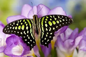 Images Dated 4th November 2006: Sammamish Washington Tropical Butterflies photograph the Tailed Jay Butterfly, Graphium