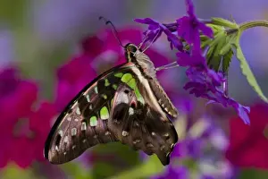 Images Dated 13th October 2007: Sammamish Washington Tropical Butterflies photograph the Tailed Jay Butterfly, Graphium