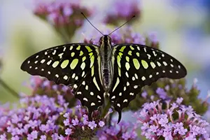 Images Dated 27th October 2006: Sammamish Washington Tropical Butterflies photograph the Tailed Jay Butterfly, Graphium
