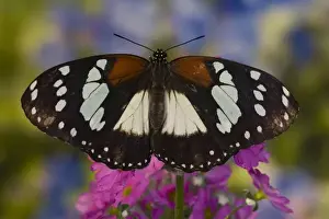 Images Dated 20th March 2007: Sammamish Washington Tropical Butterflies photograph Wings closed Euxanthe tiberius