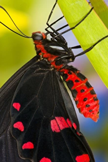 Images Dated 7th February 2007: Sammamish, Washington Tropical Butterfly Photograph of Pachliota kotzebuea the pink