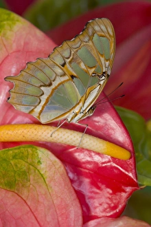 Images Dated 2nd December 2005: Sammamish, Washington Tropical Butterfly Photograph of Siproeta stelenes the malachite