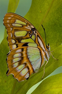 Images Dated 22nd November 2006: Sammamish, Washington Tropical Butterfly Photograph of Siproeta stelenes the malachite