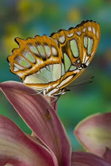 Images Dated 22nd November 2007: Sammamish, Washington Tropical Butterfly Photograph of Siproeta stelenes the malachite