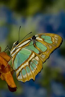 Images Dated 19th November 2007: Sammamish, Washington Tropical Butterfly Photograph of Siproeta stelenes the malachite