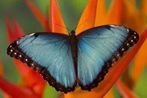 Images Dated 2nd December 2005: Sammamish Washington Tropical Butterfly photograph of Male Morpho grandensis the