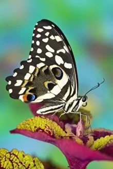 Images Dated 22nd October 2006: Sammamish, Washington Tropical Butterfly Photograph of Papilio demodocus the Orchard