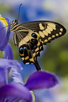 Images Dated 22nd November 2006: Sammamish, Washington Tropical Butterfly Photograph of Papilio ophidicephalus the