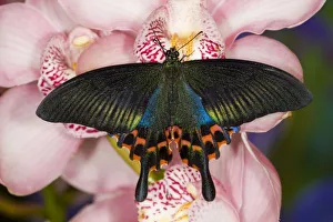 Images Dated 23rd December 2007: Sammamish, Washington Tropical Butterfly Photograph of Swallowtail Butterfly Papilio