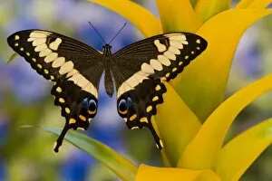 Images Dated 22nd November 2006: Sammamish, Washington Tropical Butterfly Photograph of Papilio ophidicephalus the
